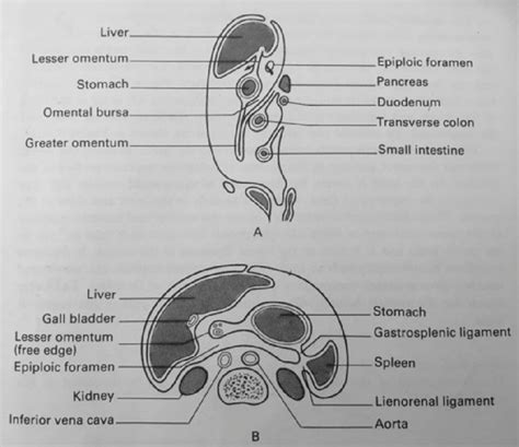 Sagittal Female Pelvis