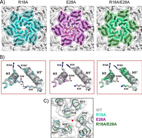 X Ray Crystal Structures Of R A E A And R A E A Ca Mutants