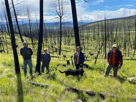 Silviculture Cariboo Carbon Solutions