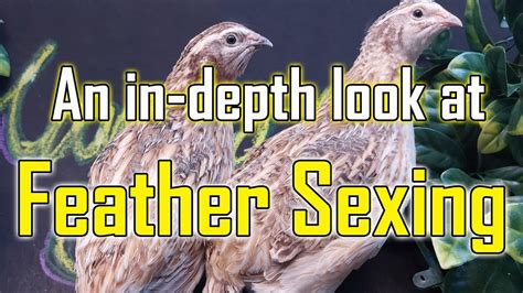 An In Depth Look At Feather Sexing Coturnix Quail Youtube