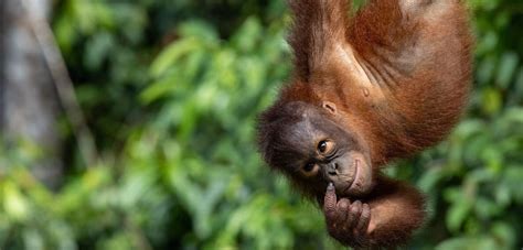 Donate Orangutan Appeal Uk