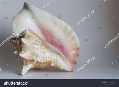 Shell Queen Conch Known Lobatus Gigas Stock Photo 1368153332 Shutterstock