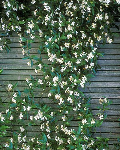 Trachelospermum jasminoides, highly scented evergreen climber, red hues ...