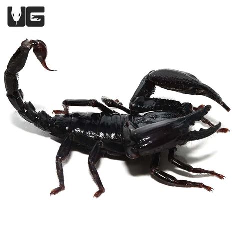 Asian Forest Scorpions For Sale Underground Reptiles