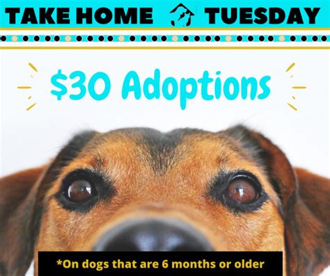 Animal Shelters And Rescues Near Me In Bradenton Florida Petcurious