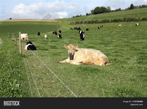 Dutch Belted Cows Image & Photo (Free Trial) | Bigstock