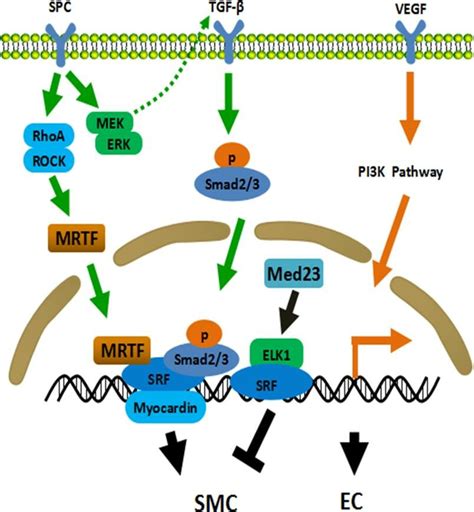 Mechanisms Of Adscs Differentiation Into Smc And Ec Tgf Pathway