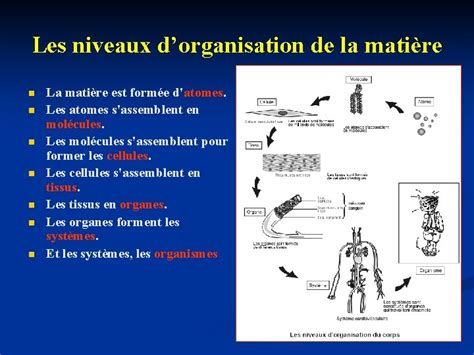 ANATOMIE DU CORPS HUMAIN Les Niveaux Dorganisation De