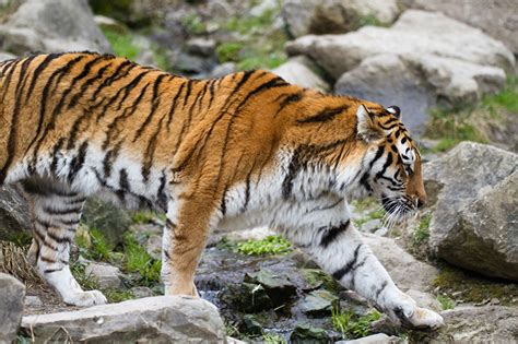 Fonds d ecran Tigre Tigre de Sibérie Animaux télécharger photo