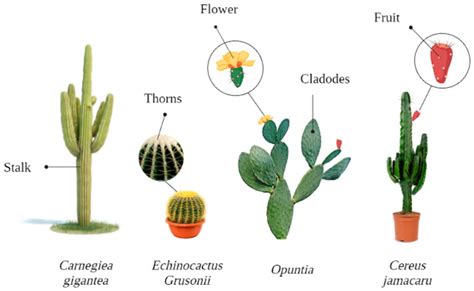 Cuáles Son Las Partes De Un Cactus Y Para Qué Sirven Sucelentas Plantas