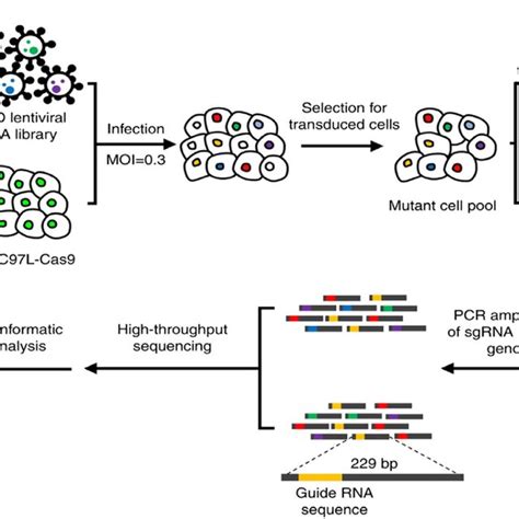 The Workflow Schematic Of Genome Wide Crisprcas9 Screening Reprinted Download Scientific