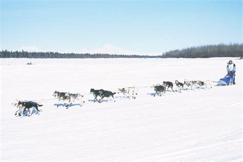 Iditarod 2001