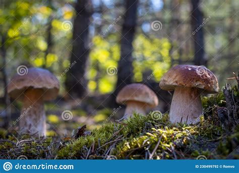 Three Large Brown Cap Mushroom In Forest Stock Photo Image Of Boletus