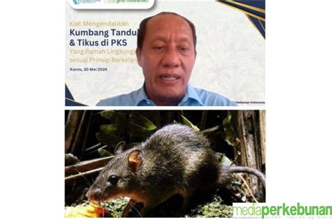 Tiga Cara Pengendalian Hama Tikus Di Perkebunan Kelapa Sawit Media