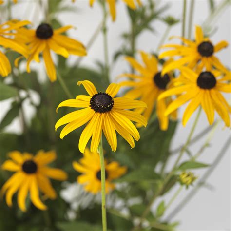 Rudbeckia Fulgida Var Sullivantii Zonnehoed Goldblitz 10 Zaden