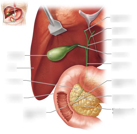 Accessory Digestive Organs Diagram Quizlet