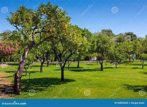 Lemon Trees In A Citrus Grove In Sicily Stock Image Image Of Italy