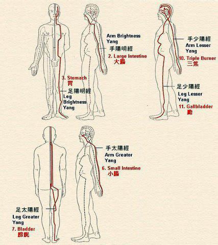 Meridian System And Acupuncture Twelve Regular Meridians