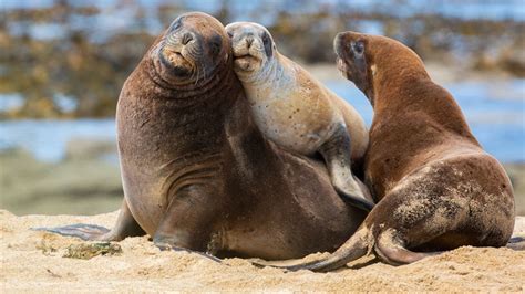 Marine mammals: New Zealand native animals