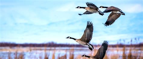 Descubre La Fascinante Fauna De Dinamarca Una Maravilla Natural