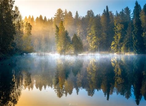 Forest Pond Laurilohi