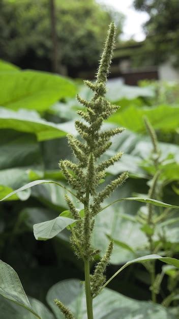 Premium Photo Green Plants And Flowers Of Amaranthus Powellii Also