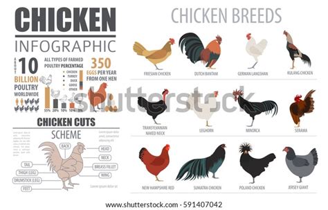 Poultry Farming Infographic Template Chicken Breeding Stock Vector