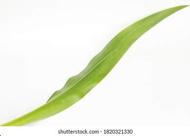 342,547 Corn Leaf Royalty-Free Photos and Stock Images | Shutterstock