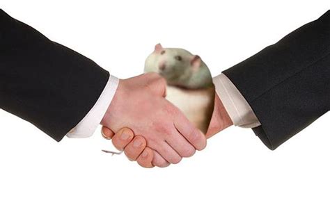 Handshake Fat Rat Fat Rat Being Grabbed Know Your Meme