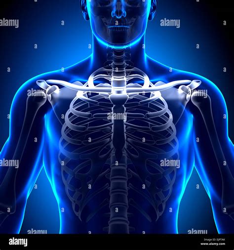 Male Chest Anatomy Hi Res Stock Photography And Images Alamy