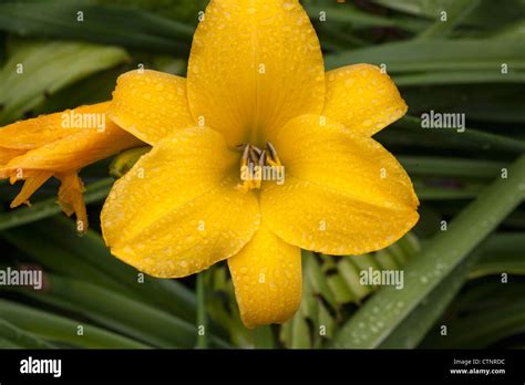 Lily Hemora Callis Yellow Hi Res Stock Photography And Images Alamy