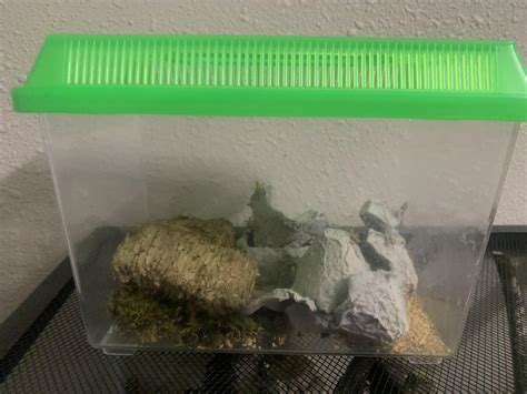 How many crickets can live together humanly? : r/frogs