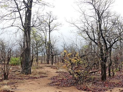 Life In The Mopane Scrub And Woodlands At Kruger National Park