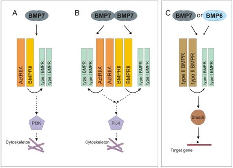 We Have Demonstrated That ActRIIA And BMPRII Receptor Subunits Are Both