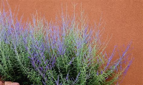 How To Propagate Russian Sage The Garden Bug Detroit