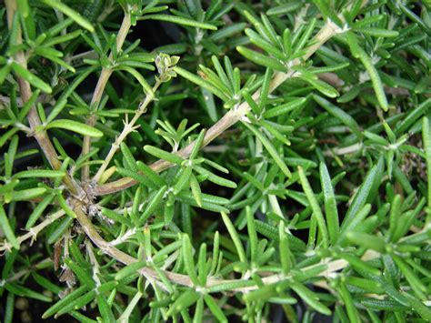 Rosemary Growing Leaves at Nathaniel Ackerman blog
