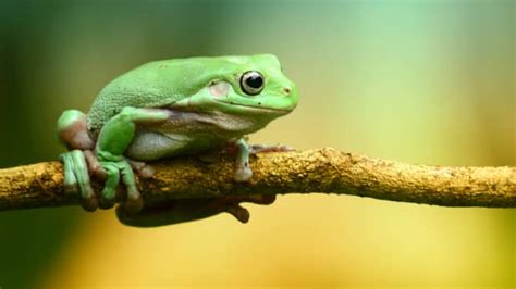 Best Pet Frogs For Beginners Pethelpful