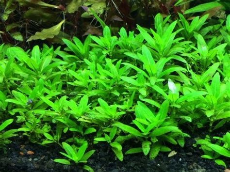 Staurogyne Repens Plant Pack AquaGlimpse