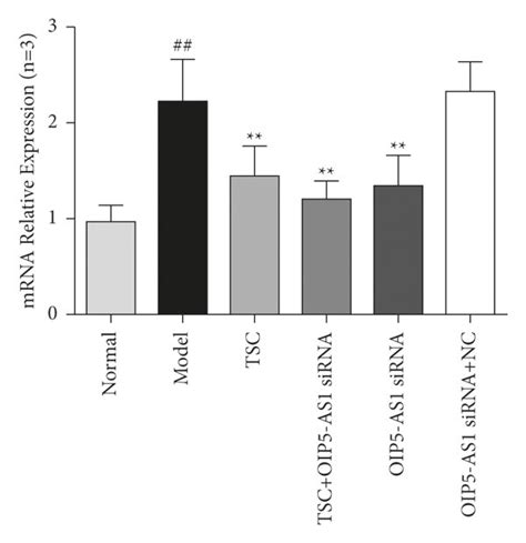 Effects Of Tsc Intervention On Mrna Expression Of Lncrna Oip5 As1 And