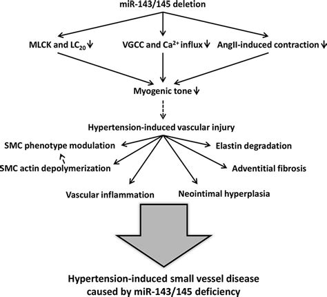 Loss Of Vascular Myogenic Tone In Mir 143145 Knockout Mice Is