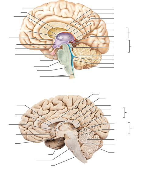 Brainstem Definition Anatomy Parts Function Kenhub