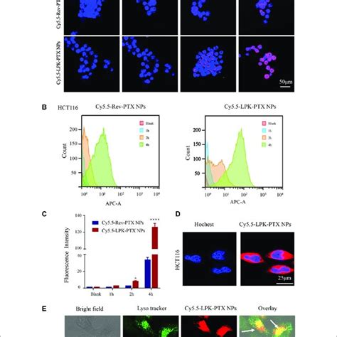 Cellular Uptake Of Cy5 5 Lpk Ptx Nps In Vitro A Confocal Laser Download Scientific Diagram