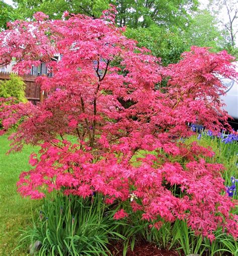 Gwen S Rose Delight Japanese Maple Conifer Kingdom