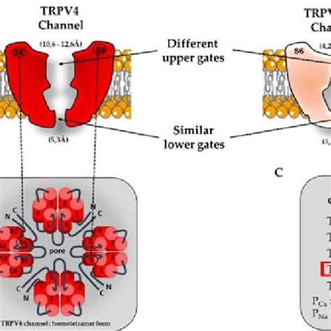 Schematic View Of TRPV Channel Structures And Associated Ion Permeation