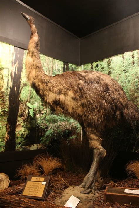 Extinct Moa Mercury Bay Museum In Whitianga A Giant Moa Flickr