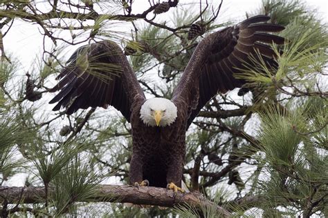 Like Many Northerners Bald Eagles Winter In Texas