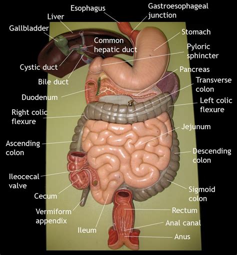 Labeled Human Torso Model Diagram Large Intestine Model Labeled The