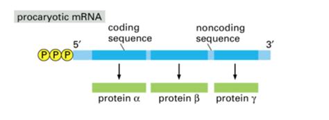 Cell Bio Final Chapter 8 An Overview Of Gene Expression Flashcards