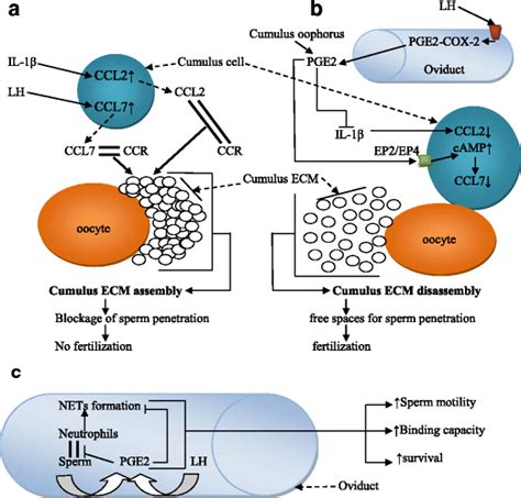 PGE2 In The Fertilization Process PGE2 Disassembles The Cumulus ECM