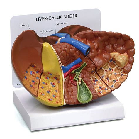 Buy Anatomy Model Anatomical Model For Art Human Liver Pathological